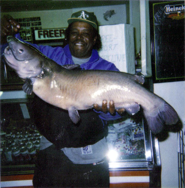 Record photograph for Ameiurus catus